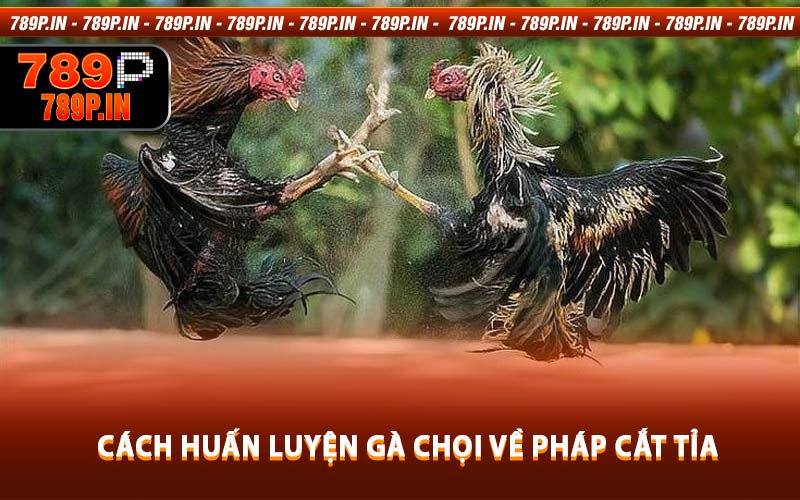 Cách Huấn Luyện Gà Chọi Về Pháp Cắt Tỉa