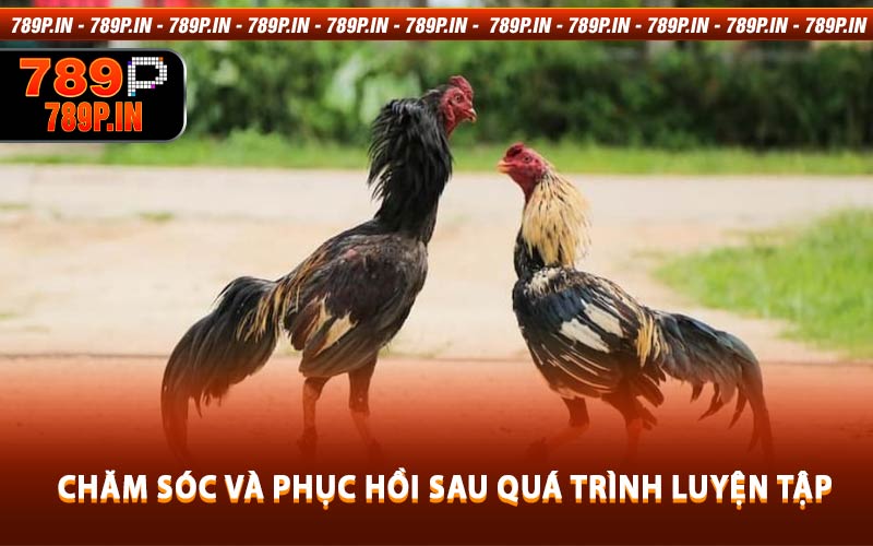 Chăm Sóc Và Phục Hồi Sau Quá Trình Luyện Tập