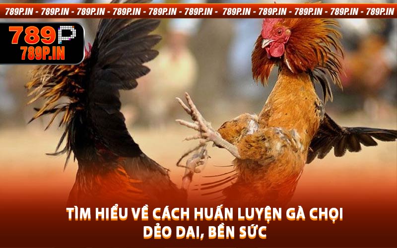Tìm Hiểu Về Cách Huấn Luyện Gà Chọi Dẻo Dai, Bền Sức